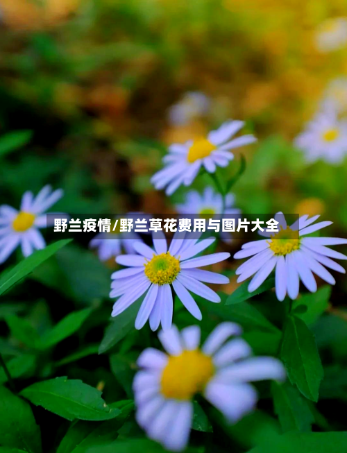 野兰疫情/野兰草花费用与图片大全