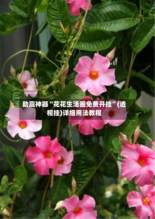 助赢神器“花花生活圈免费开挂”(透视挂)详细用法教程