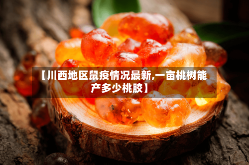 【川西地区鼠疫情况最新,一亩桃树能产多少桃胶】